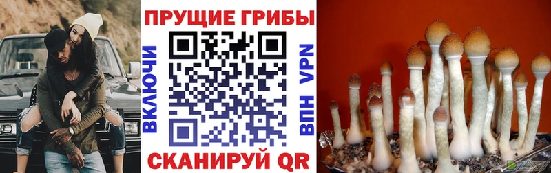 закладки  Астрахань  Галлюциногенные грибы мицелий 